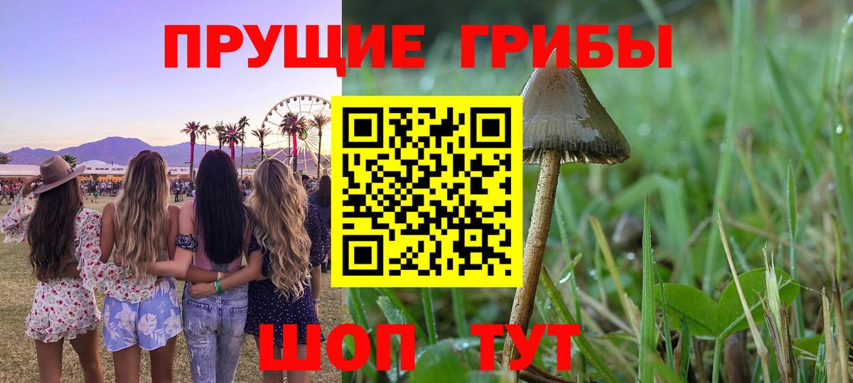сколько стоит  Ульяновск  Псилоцибиновые грибы GOLDEN TEACHER  Псилоцибиновые грибы Psilocybine cubensis 